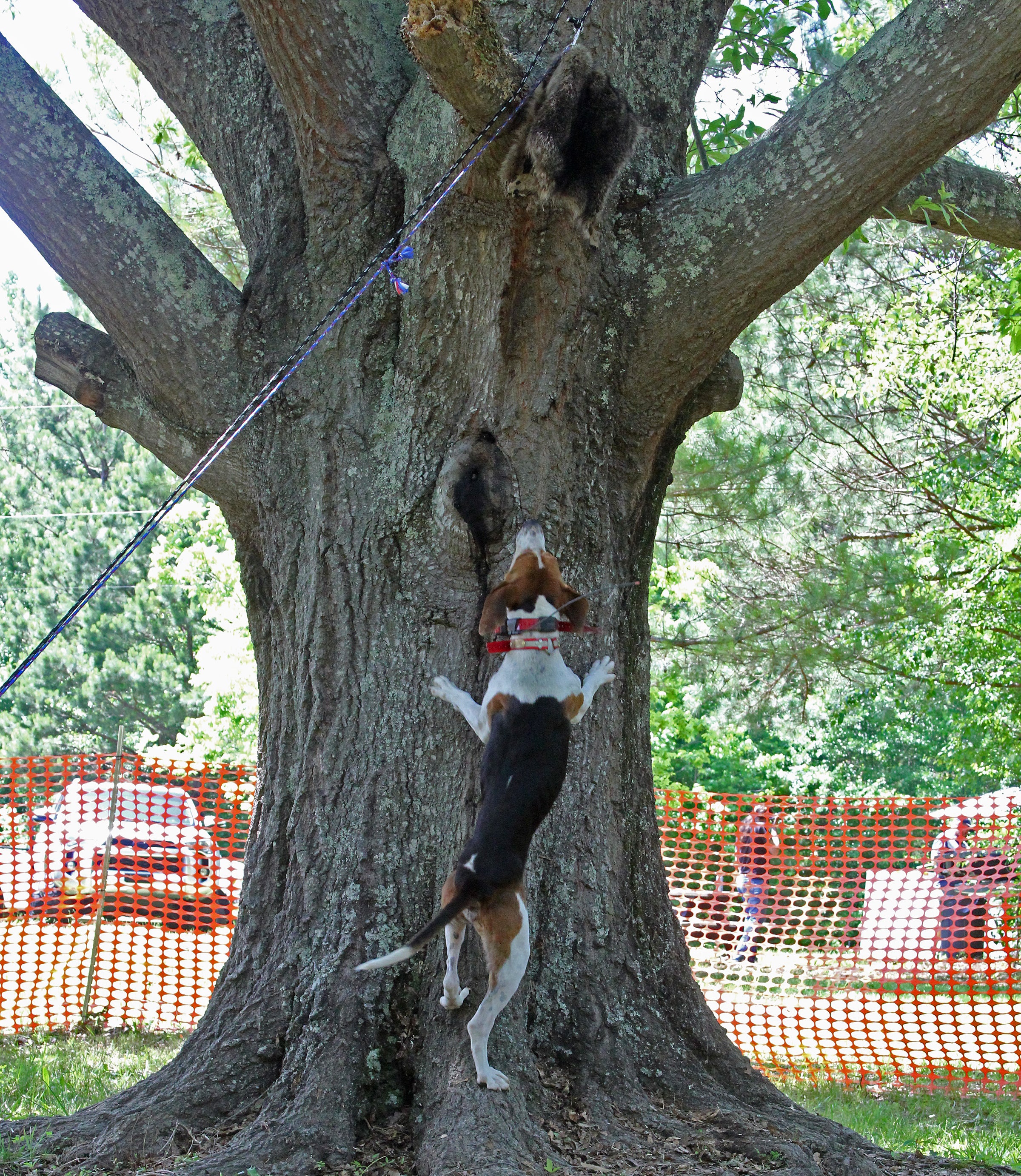 Treeing walker hot sale coonhound climb trees